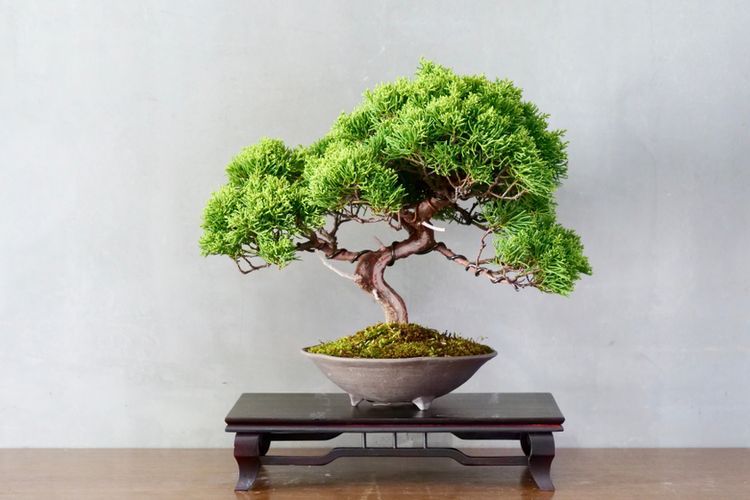 Ilustrasi tanaman bonsai.