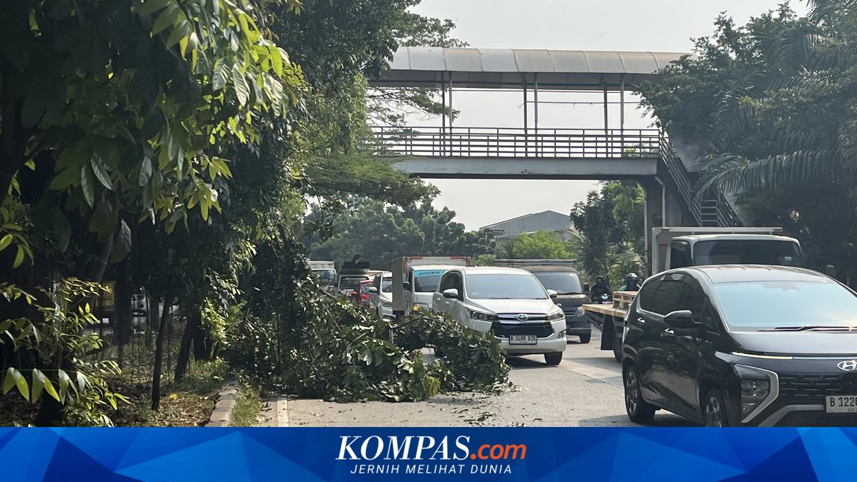 Pohon Tumbang Usai Tertabrak Truk di Jalan Tubagus Angke Jakbar, Lalin Tersendat