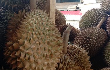 Durian super di Bulukumba, Sulawesi Selatan. 