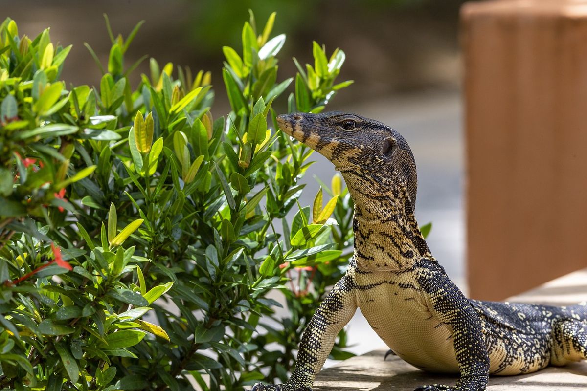 Ilustrasi biawak masuk ke rumah.