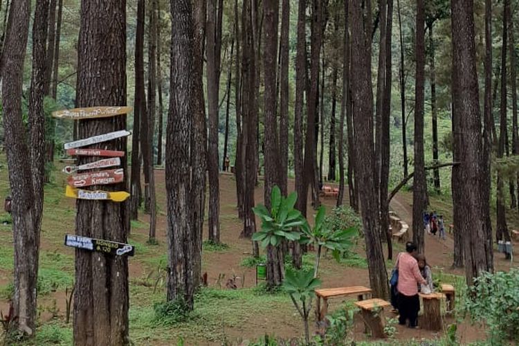 Hutan Pinus Nongko Ijo.