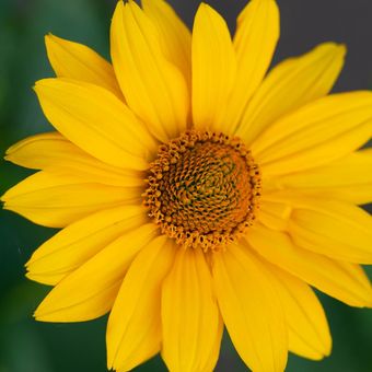 Ilustrasi bunga false sunflower. 