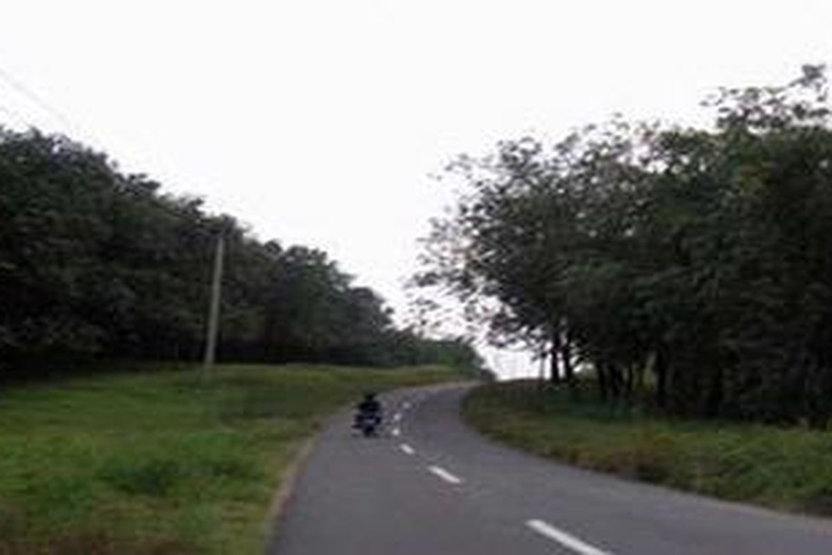 Ilustrasi: Kebun karet.