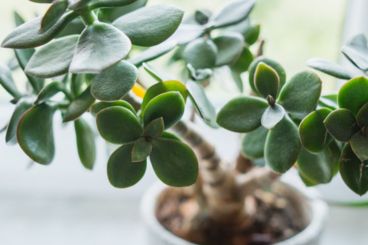 Ilustrasi tanaman giok atau jade plant.