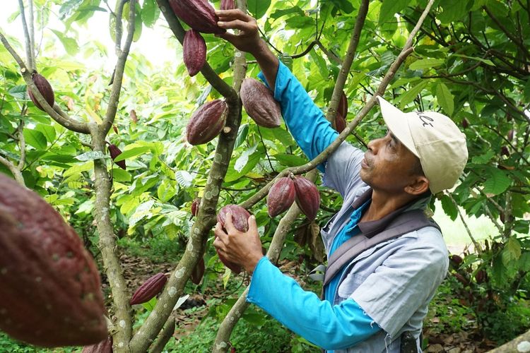 Salah satu pialr usaha Sinar Mas, PT Berau Coal, melakukan pendampingan dan pengembangan budidaya kakao hingga sukses jadi komoditas unggulan di Kabupaten Berau
