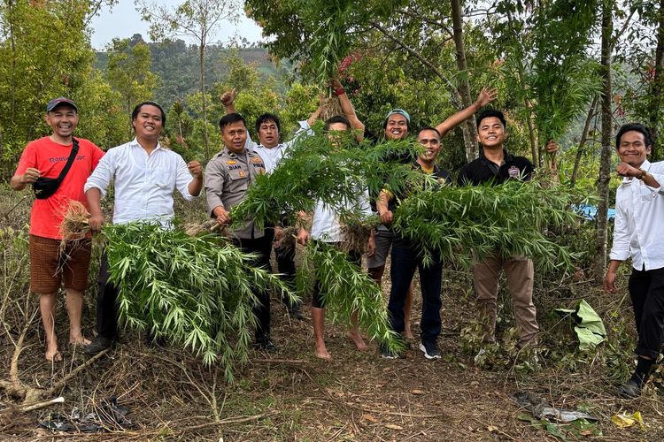Temuan Ladang Ganja di Kerinci, BBTNKS: Lokasinya di Kayu Aro, Bukan Kawasan Taman Nasional