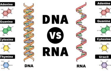 Sebuah perbandingan antara DNA dan RNA.