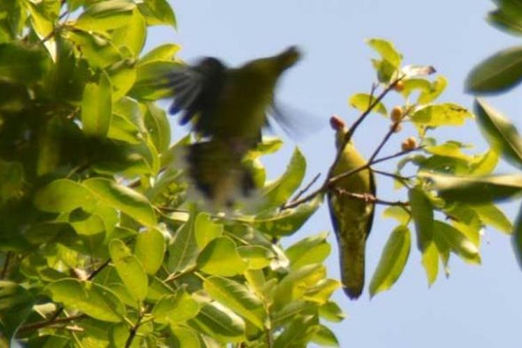 Burung peredam di Flores sedang makan buah.