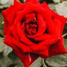 5 Kesalahan yang Harus Dihindari saat Menanam Bunga Mawar 