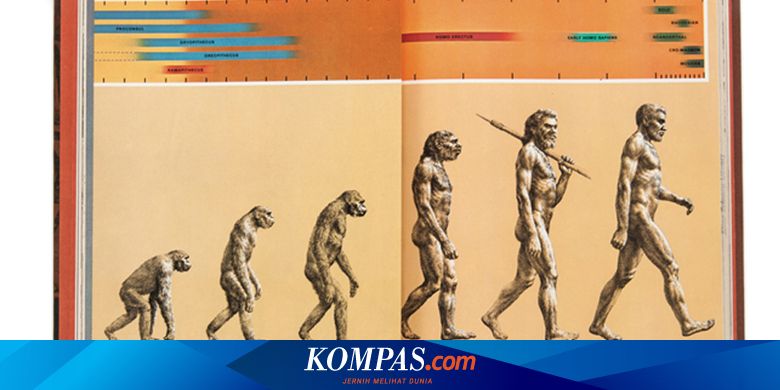 Jangan Ditanyakan Lagi Ini Alasan Kera Tidak Berevolusi Jadi Manusia Halaman All Kompas Com