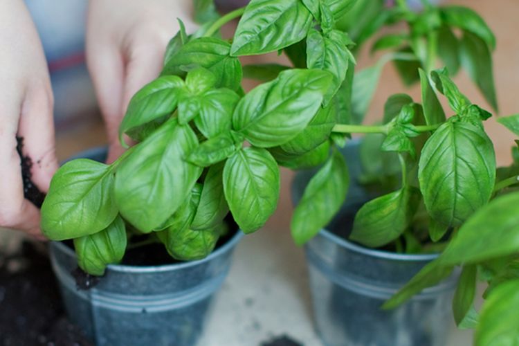 Ilustrasi menanam tanaman kemangi, Ilustrasi tanaman kemangi.