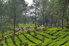 Tea Bridge Gunung Mas, Menjelajah Kebun Teh Lewat Jembatan Kayu