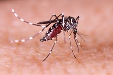 Vaksin Malaria Pertama di Dunia Dapat Rekomendasi WHO, Hari Bersejarah atas Penyakit Parasit