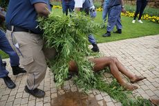 Polisi Afrika Selatan Gerebek Tanaman Ganja Dekat Kantor Presiden, Raja Adat Khoisan Tak Terima