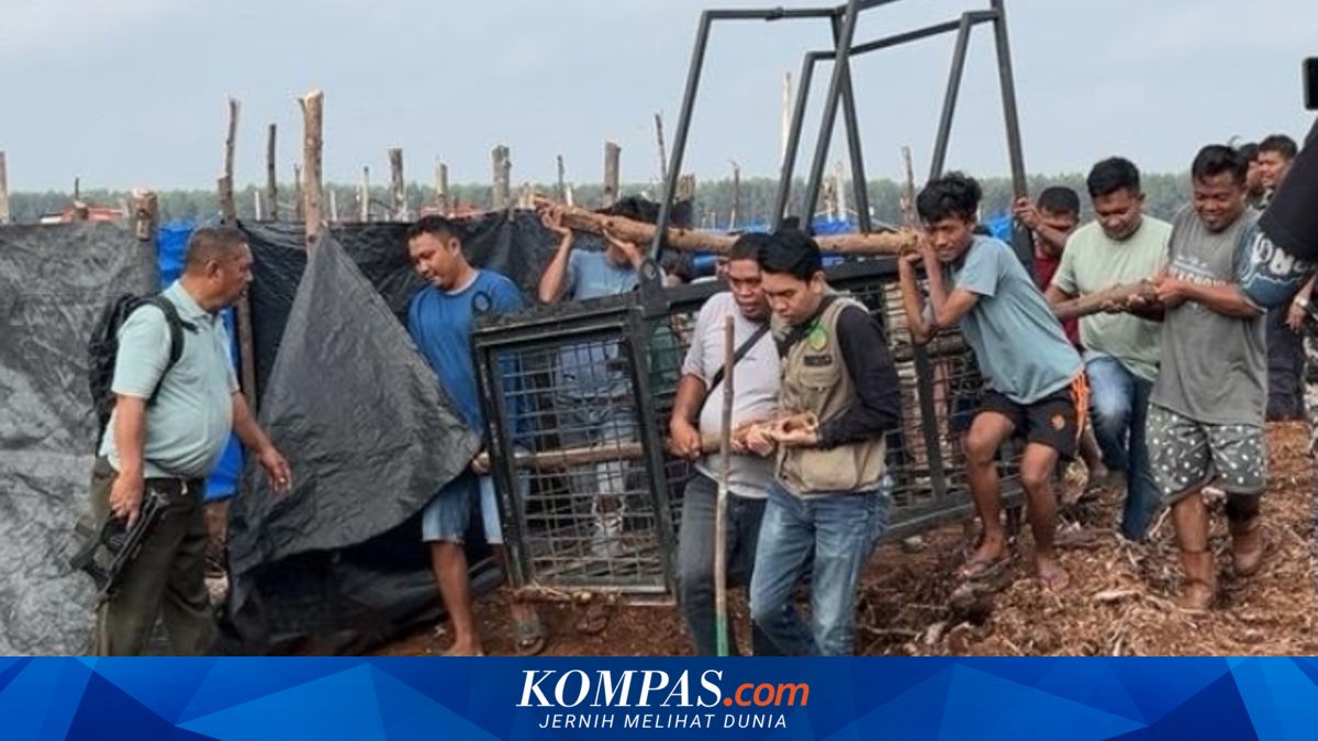 Buka Lahan HTI di Sarang Harimau Sumatera, 2 Orang Tewas Diterkam dalam Hitungan Hari di Pelalawan Riau