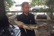 4 Warga Serahkan Buaya Mati ke Petugas di Kali Grogol