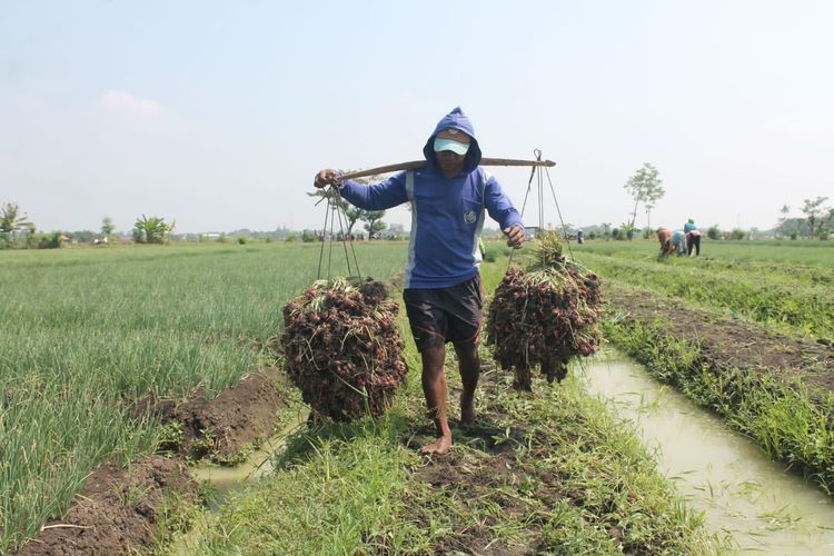 Imbauan Gubernur Jawa Tengah Ganjar Pranowo kepada petani bawang di Brebes agar memakai pupuk organik membuahkan hasil. Produktivitas petani kini meningkat 30 persen.