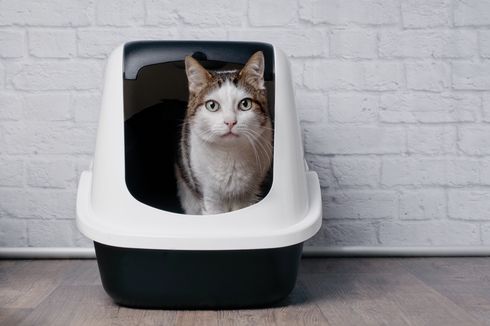 Catat, Ini 8 Lokasi Terbaik Meletakkan Kotak Pasir Kucing di Rumah