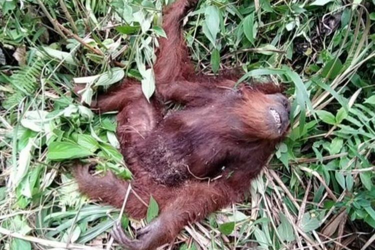 Seekor Orangutan ditemukan mati mengenaskan di kawasan Taman Nasional Gunung Leuser, Desa Puteri Betung, Kecamatan Puteri Betung, Kabupaten Gayo Lues, Sabtu (23/7/2022).