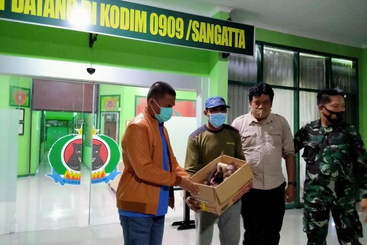 Bayi orangutan disimpan dalam kotak kardus saat diserahkan jajaran Kodim 0909/Sangatta ke BKSDA Kaltim di Sangatta, Kutai Timur, Rabu (4/11/2020).