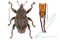 Jelajahi Hutan, Ilmuwan Ungkap 98 Jenis Kumbang yang Tak Bisa Terbang dari Indonesia
