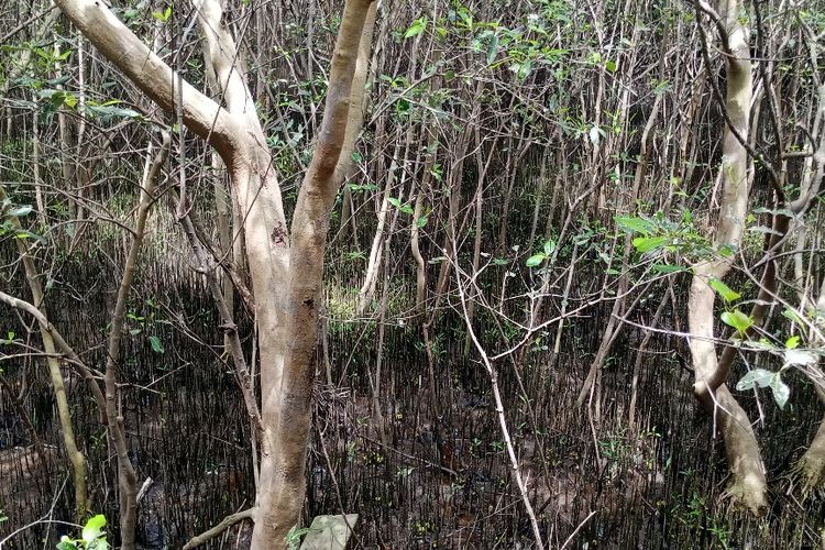 Hutan Mangrove Gunung Anyar tempat habitat kepiting dan udang di pesisir Surabaya, Jawa Timur.
