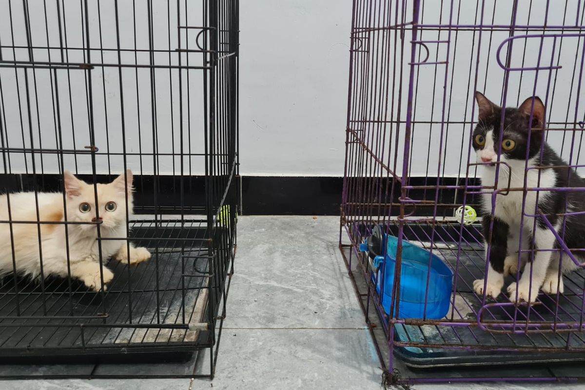 Pengakuan Penimbun Kucing di Warung Magelang: Tak Tega dan Ingin Merawat