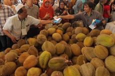 Bakal Seru, Gunungan Durian Wonosobo Akan Diperebutkan