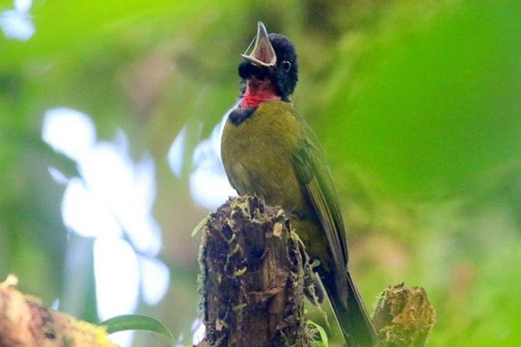 Burung Gerugiwa, burung endemik Taman Nasional Kelimutu pemilik 11 kicauan berbeda. 