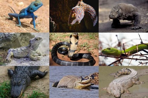 Nama-nama Reptil dalam Bahasa Inggris
