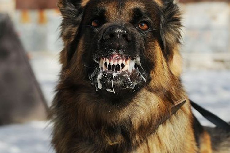 Ilustrasi anjing terkena virus rabies dengan gejala mulut penuh air liur.
