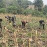Peneliti: Perluasan Lahan Swasembada Gula Picu Konflik di Kawasan Hutan