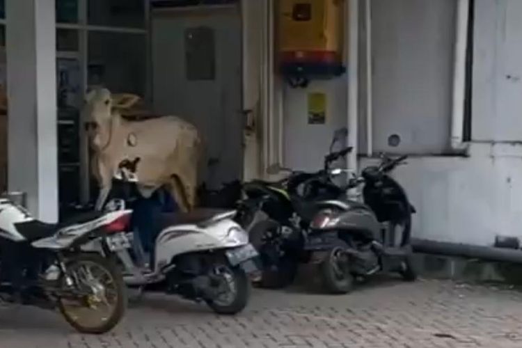 Sapi Kurban di Pasuruan Ngamuk saat Dijual ke Pasar, Nyaris Masuk Indomaret hingga Hajatan