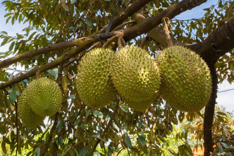 Durian Lorong Lew Lian Viral, Punya Daya Tarik Rasa yang Mirip Kentang