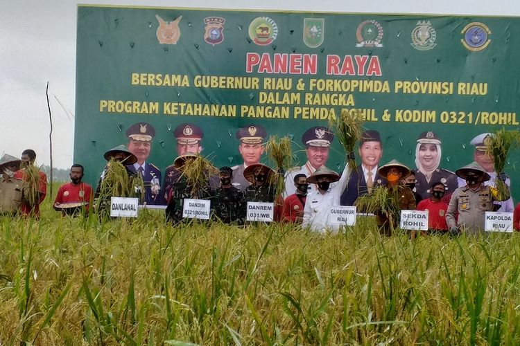 Gubernur Riau Syamsuar bersama Danrem 031/Wira Bima Brigjen TNI M Syech Ismed, Wakapolda Riau Brigjen Pol Tabana Bangun, Dandim 0321/Rohil Letnan Kolonel Arh Agung Rakhman Wahyudi, Sekda Rohil Job Kurniawan dan para petani melakukan panen raya padi hasi kerja sama TNI dengan petani di Kepenghuluan Rokan Baru Pesisir, Kecamatan Pekaitan, Kabupaten Rohil, Riau, Kamis (10/9/2020).