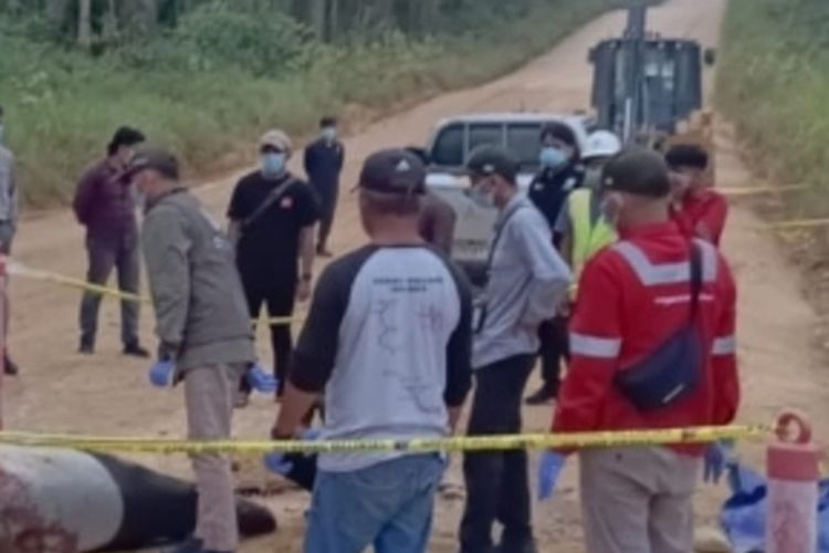 Seekor Tapir Tewas Bersimbah Darah di Jalan Kuansing Riau, Diduga Ditabrak Kendaraan
