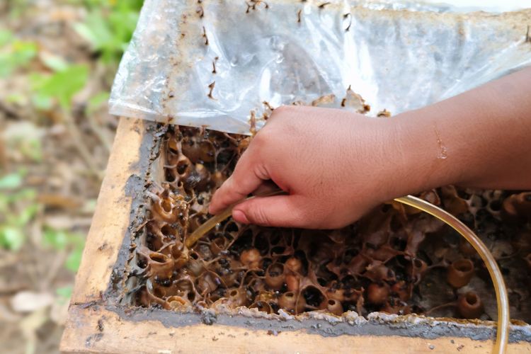 Madu lebah galo-galo di Desa Wisata Koto Kaciak, Kecamatan Tanjung Raya, Kabupaten Agam, Sumatera Barat, Minggu (14/4/2024). 