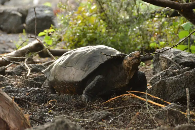 Fernanda, satu-satunya kura-kura raksasa Pulau Fernandina yang bertahan hidup. Spesies kura-kura raksasa Galapagos ini sebelumnya dikira telah punah 100 tahun lalu. 

