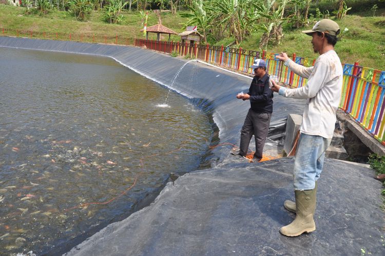 Musim kemarau membuat air di Embung Sebligo, Desa Lerep, kecamatan Ungaran Barat menyusut sekitar 20 persen.
