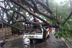 Dampak Angin Kencang di Bima, Bus Jawa Baru Ringsek Tertimpa Pohon Tumbang