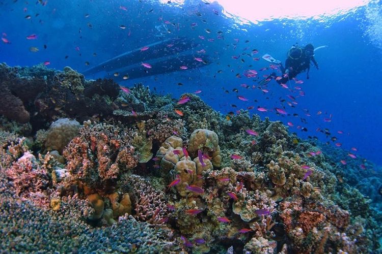 Beragam jenis terumbu karang tumbuh dengan subur di Teluk Tomini, Parigi Moutong, Sulawesi Tengah. Hal ini disebabkan oleh kondisi perairannya yang kondusif, seperti arus yang tenang dan cahaya matahari yang cukup. Airnya sangat tenang karena bersada di teluk yang luas, sehingga aman bagi para penyelam. Teluk ini menjadi salah satu destinasi selam yang disebut-sebut akan menjadi komoditas unggul milik Kabupaten Parigi Moutong.