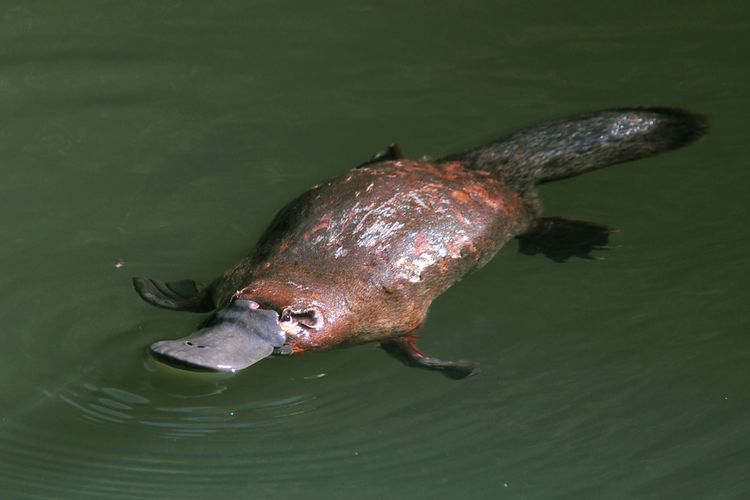 Platipus duck billed, salah satu mamalia bertelur. Fakta lain hewan platypus, ternyata mamalia Australia yang memiliki wajah lucu dengan paruh bebek ini mempunyai racun mematikan.
