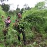 BNN Musnahkan 8 Hektare Ladang Ganja di Lamteuba Aceh Besar