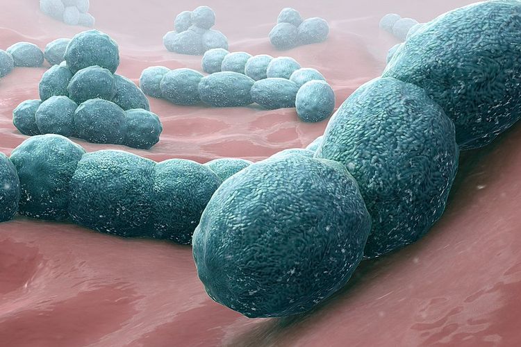 Ilustrasi bakteri Streptococcus pneumoniae penyebab penyakit radang selaput otak atau meningitis.