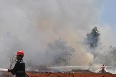 Diduga Akibat Buka Lahan Perkebunan, Ratusan Hektar Lahan Hutan Dilalap Api