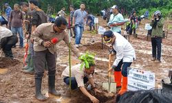 Rehabilitasi Hutan dan Lahan Kupang, 750 Pohon Produktif Ditanam 