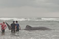 Bangkai Diduga Hiu Tutul Terdampar di Pantai Parangtritis