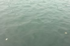 Ubur-ubur di Pantai Ancol Dipindahkan ke Seaworld 