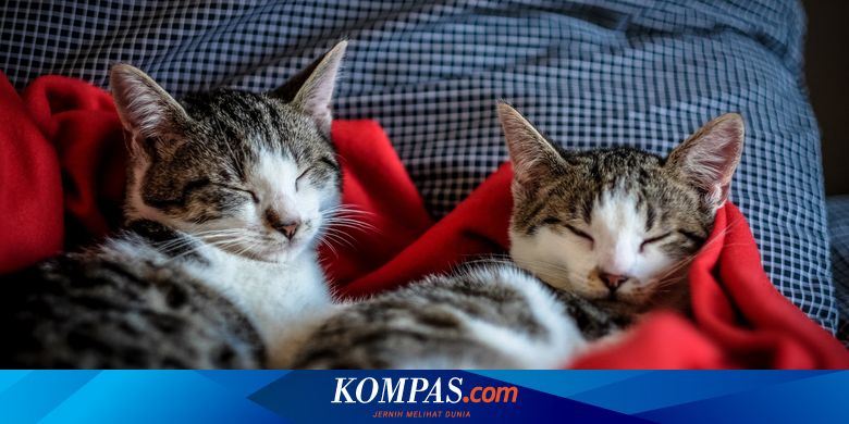 Tidur Bareng Kucing di Malam Hari, Pahami 4 Risikonya - Vimarsana News