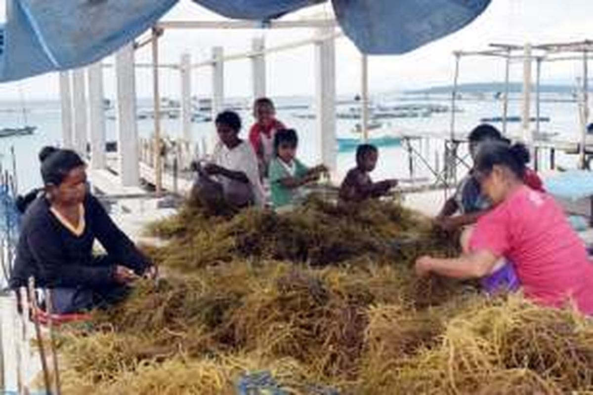 Para buruh tani sedang mengikat benih rumput laut di tali nilon. Para buruh tani ini dibayar Rp 1000 per ikatnya. Walau pun dengan harga rendah daya jual rumput laut, para petani rumput laut di Kelurahan Palabusa, Kecamatan LeaLea, Kota Baubau, Sulawesi Tenggara tetap bertahan